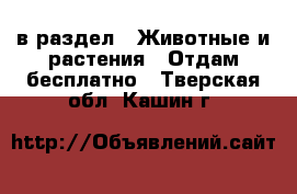  в раздел : Животные и растения » Отдам бесплатно . Тверская обл.,Кашин г.